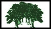 OAKS